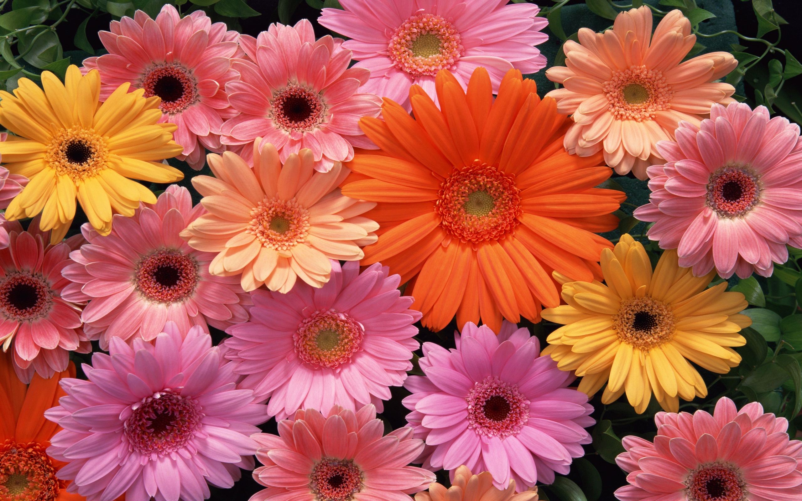 Beautiful Flowers Download / Beautiful Flowers Wallpapers, Pictures