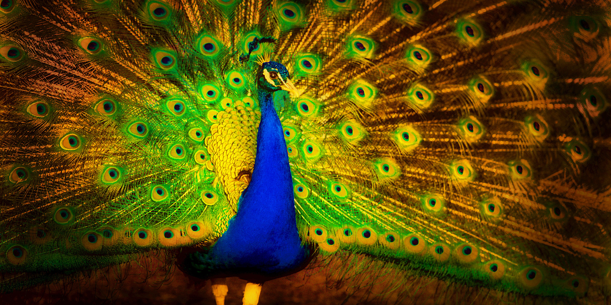 Top 100 Most Beautiful And Colorful Pictures Of Peacock Hd Images Free