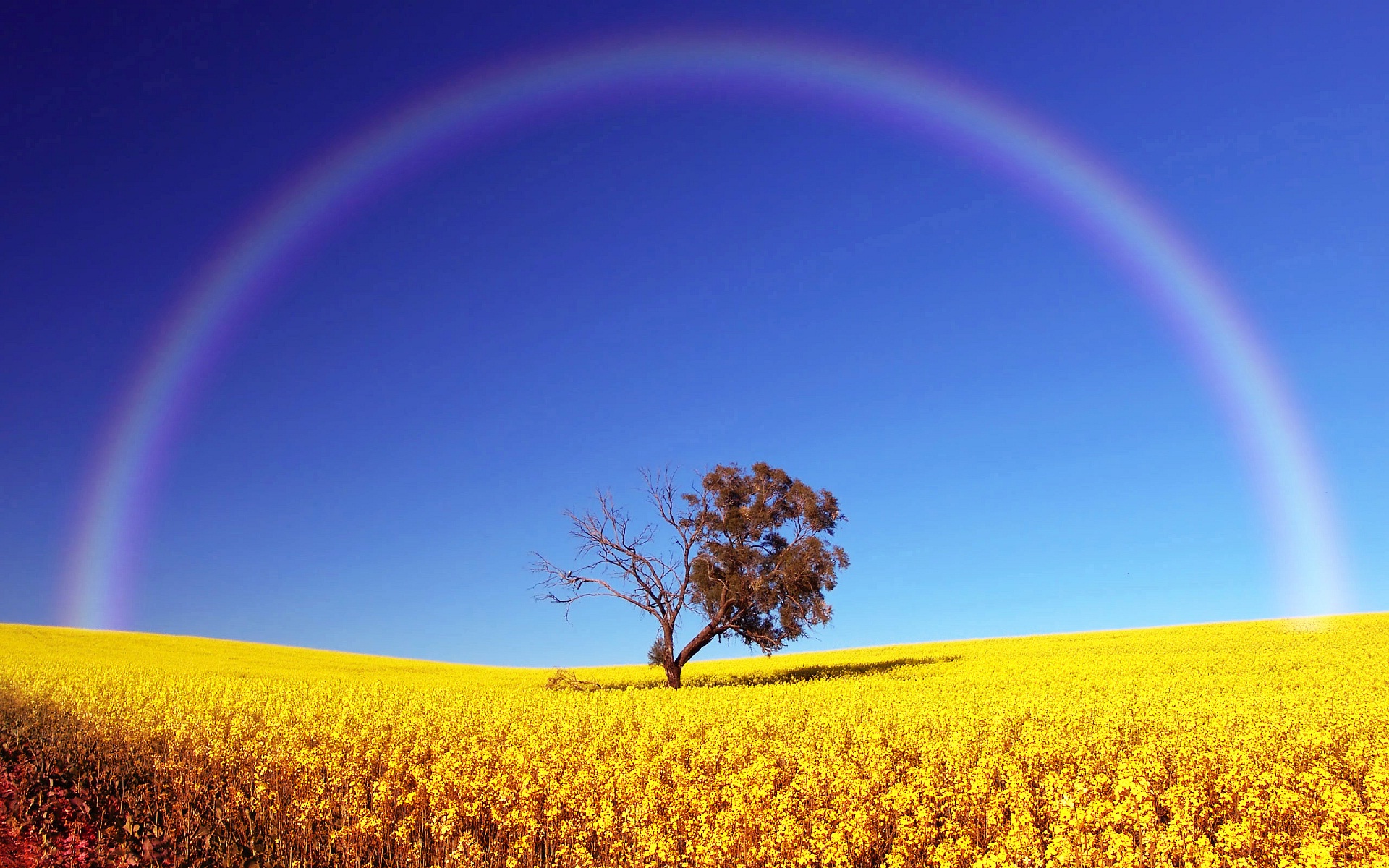 Rainbow HD Wallpaper For Android