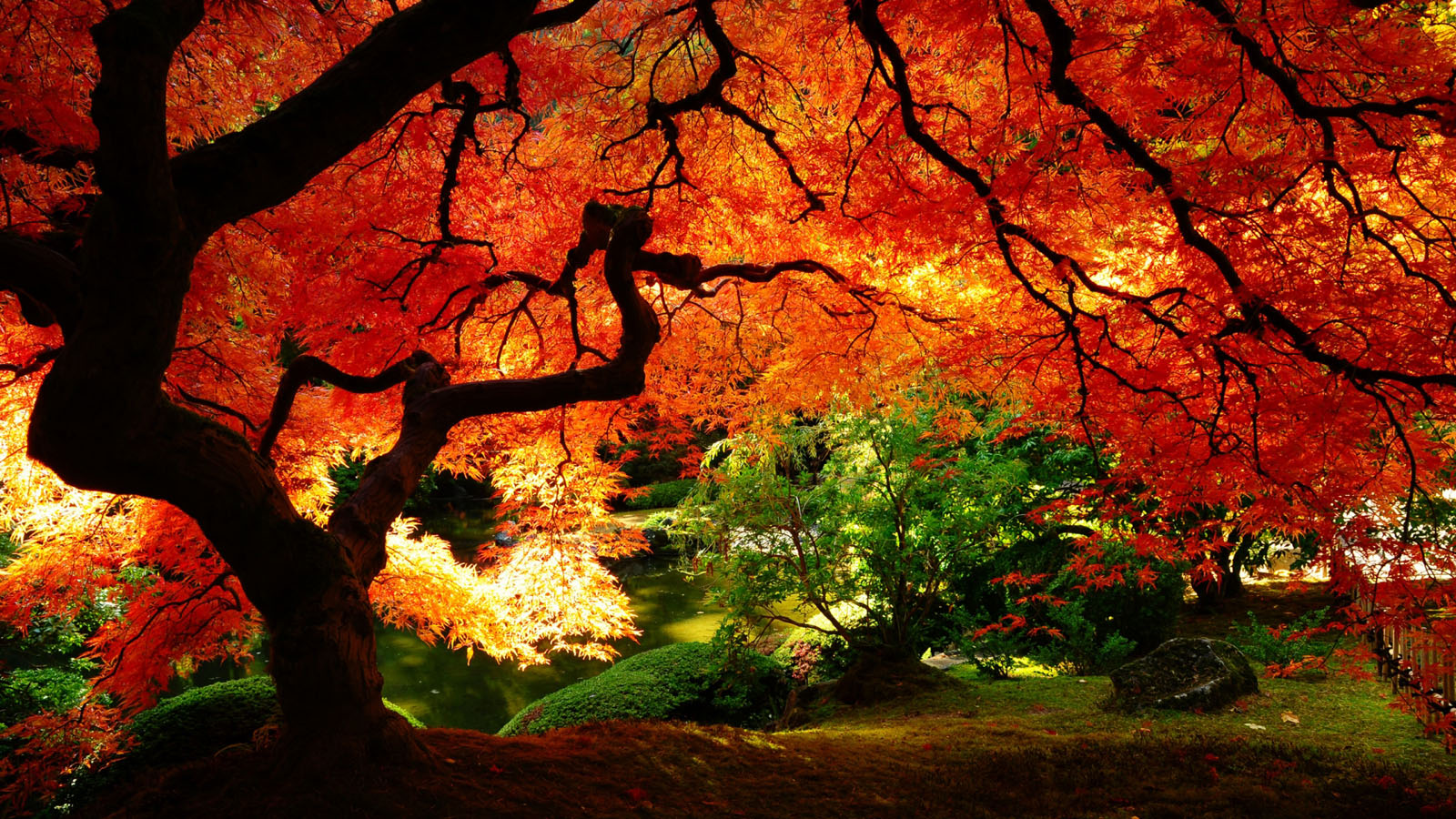 Autumn Nature HD Wallpaper For Desktop