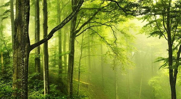 Green Nature HD Wallpaper For Wide Background