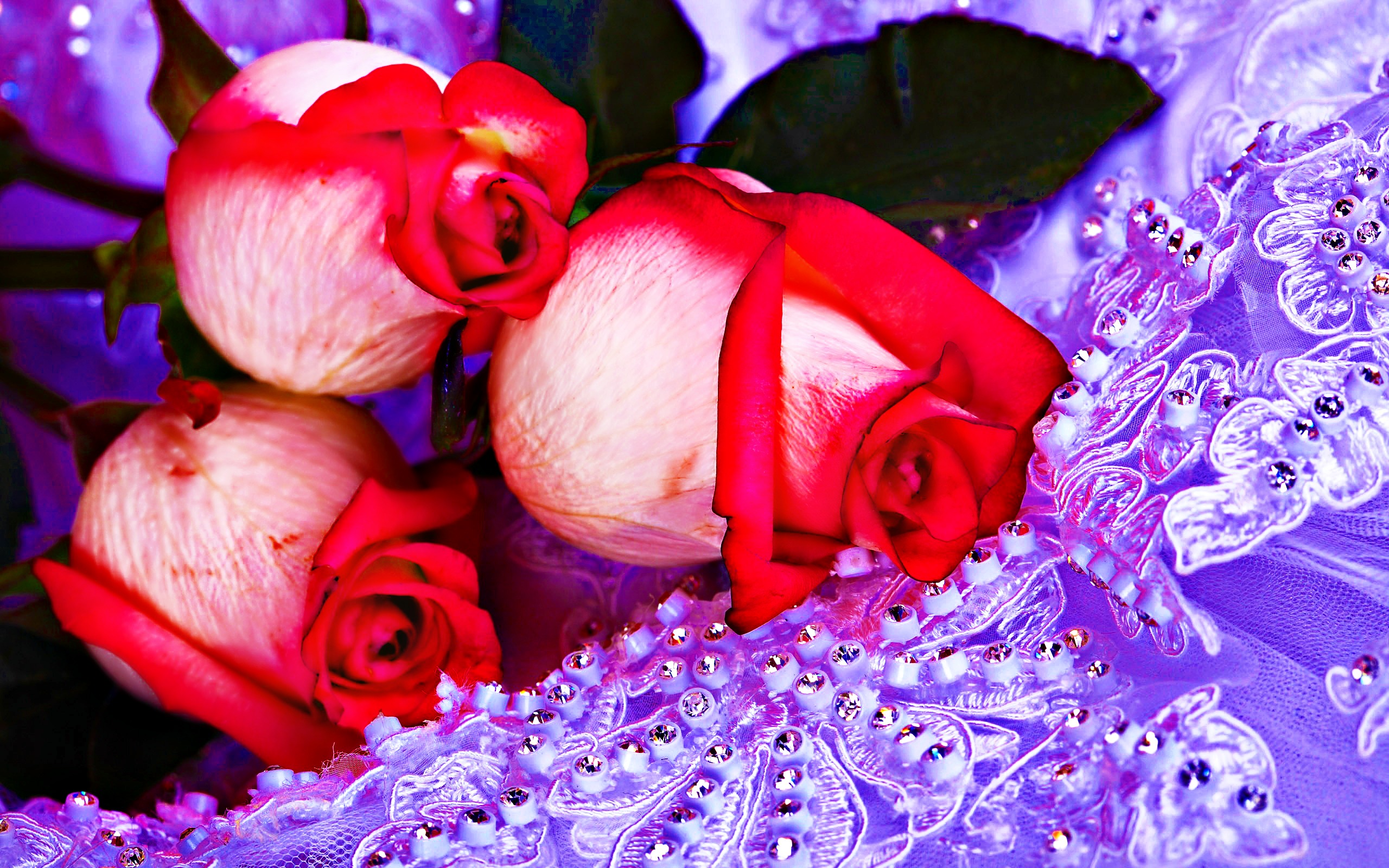 beautiful rose images hd free 