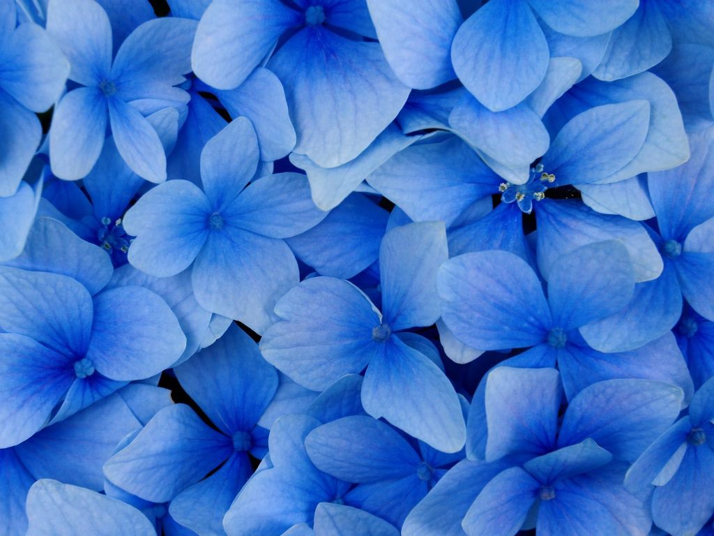 blue flowers for decoration 