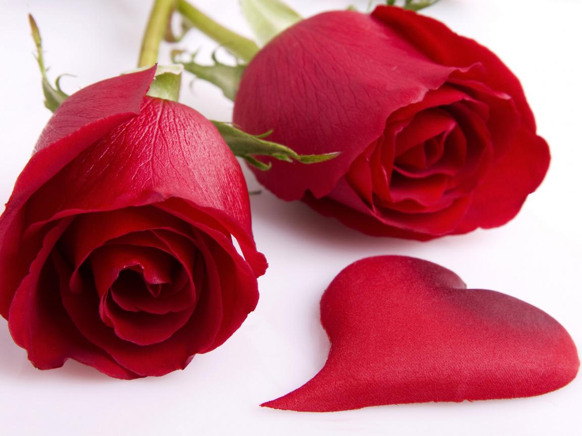 valentines day rose flower images 
