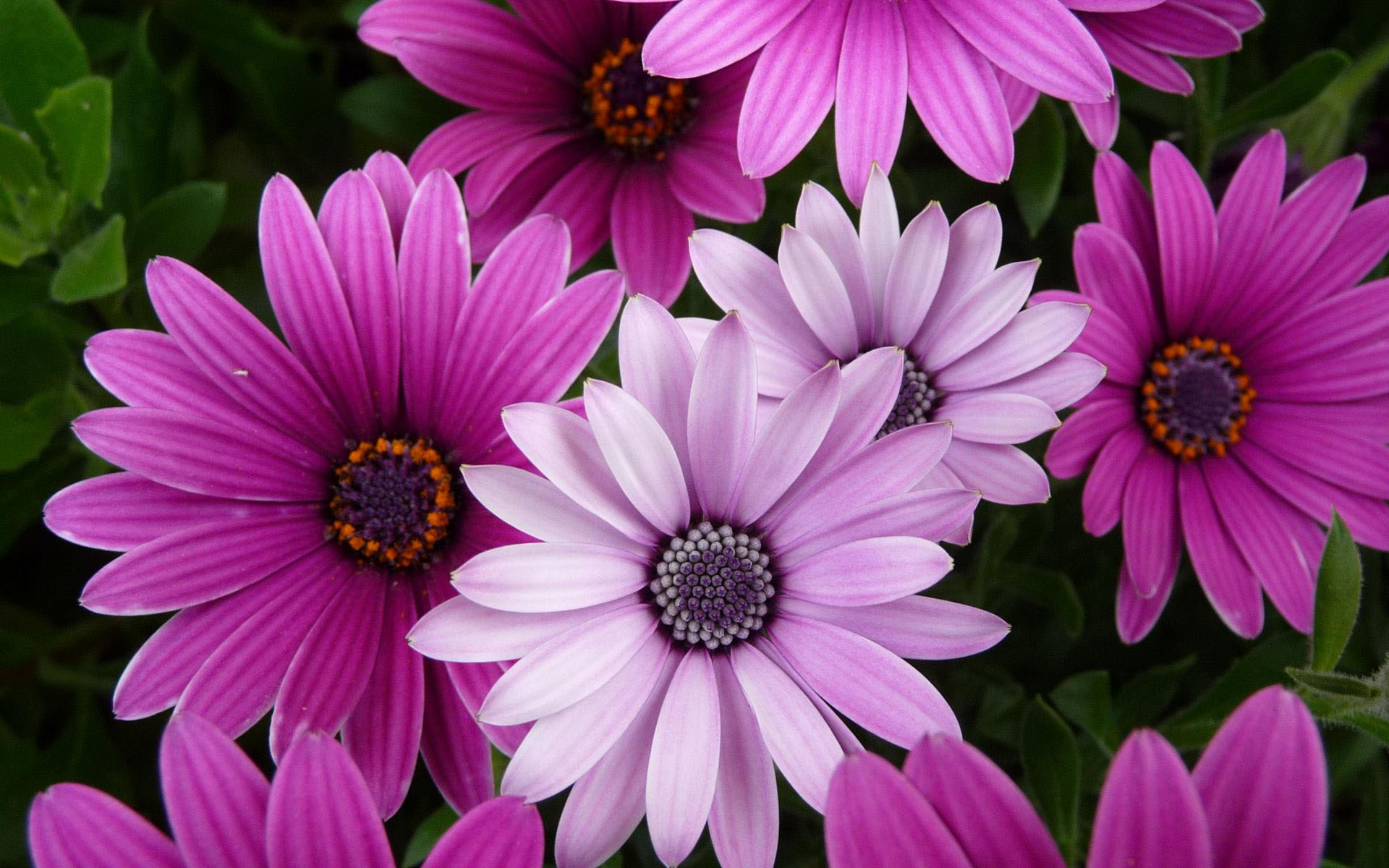 beautiful flowers wallpapers free download 