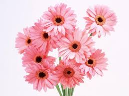 cute pink flowers wallpapers for bed room 