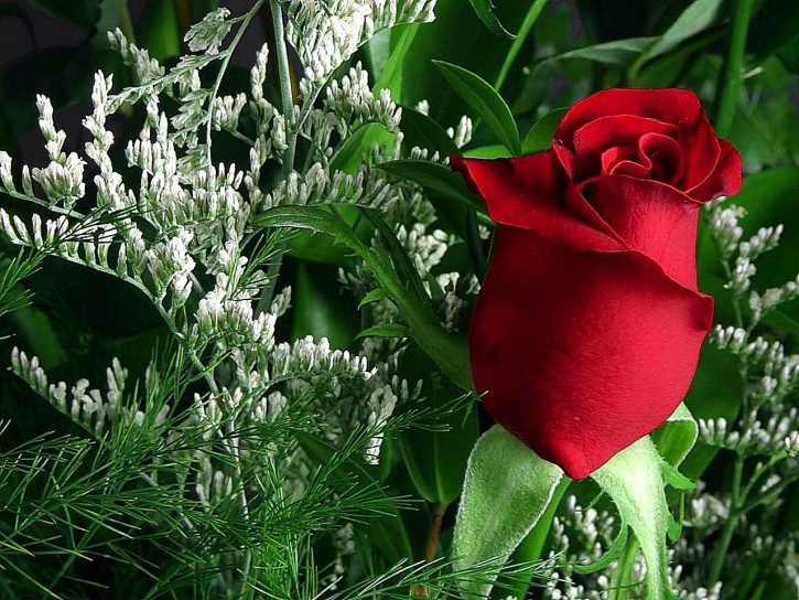 rose images for propose day 
