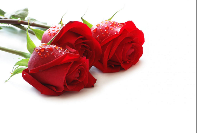 red rose images for valentines day 