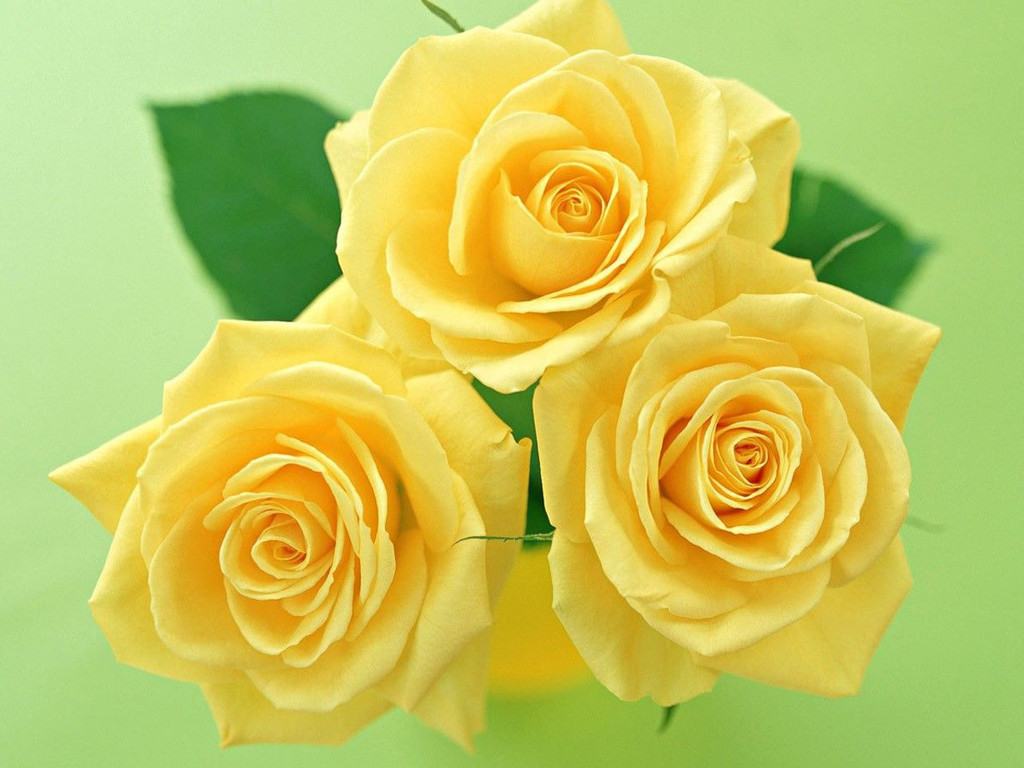 yellow roses photos for mobile 