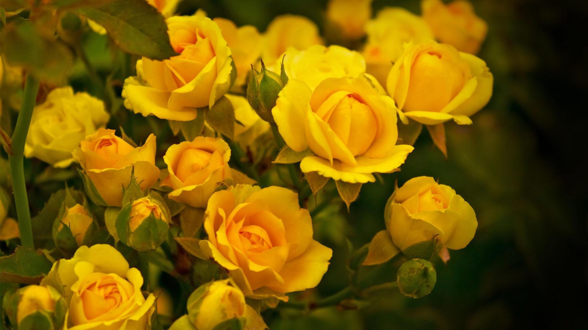 yellow roses beautiful images