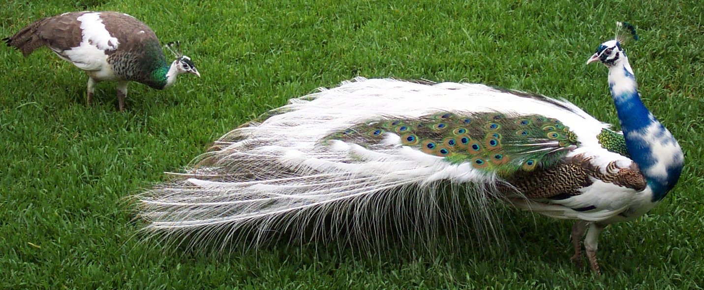 stunning white peacock pictures 