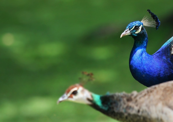 stunning peacock wallpapers hd 