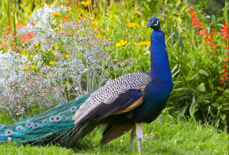 indian peacock wallpapers 