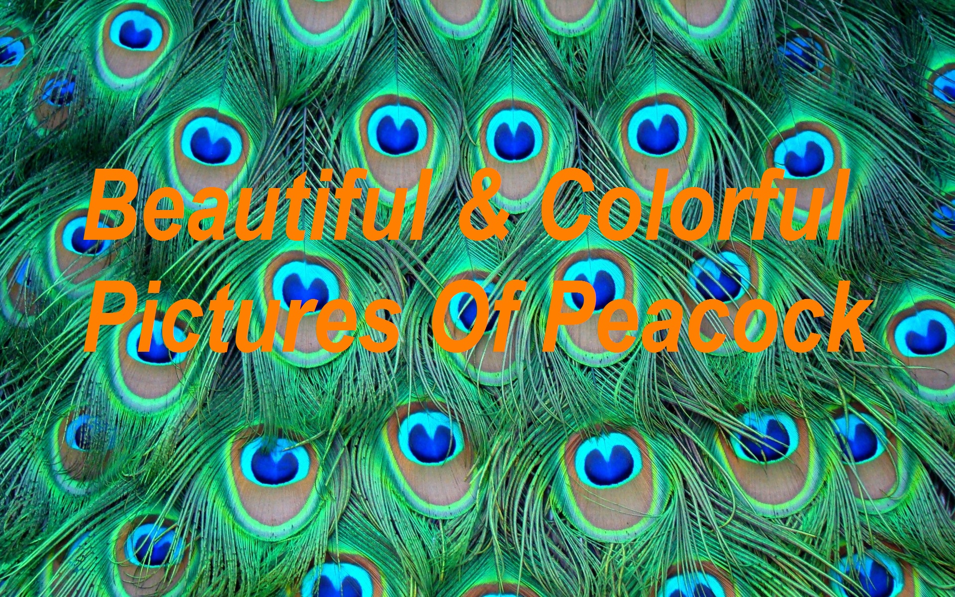 Top 100+ Most Beautiful and Colorful Pictures Of Peacock 