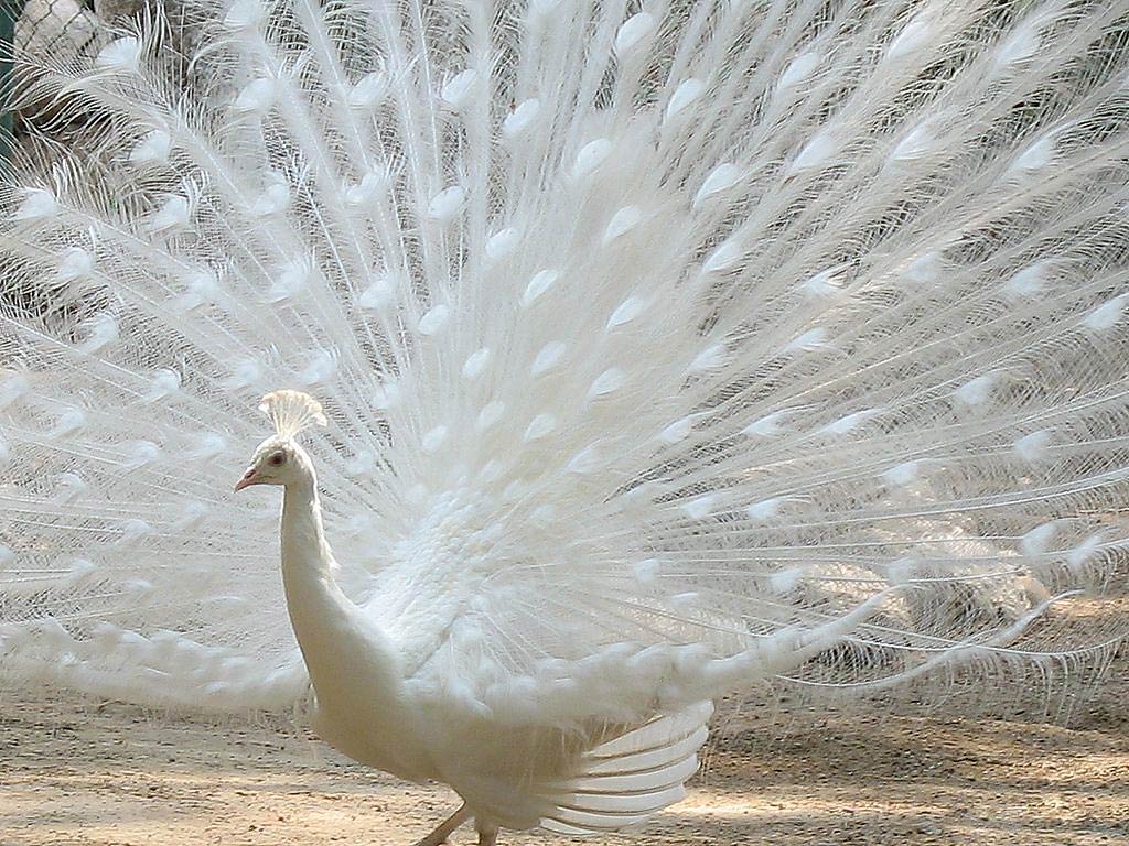 amazing white peacock dancing wallpapers for facebook 