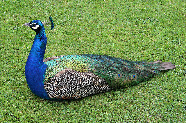 latest peacock wallpapers free 