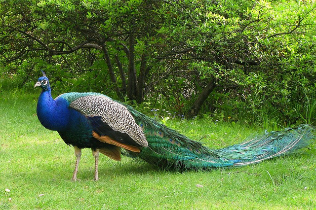 top 10 most beautiful peacock wallpapers 