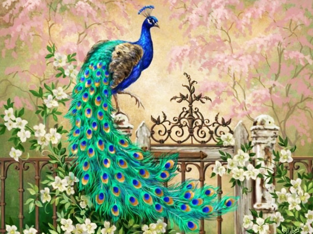 peacock pictures for drawing 