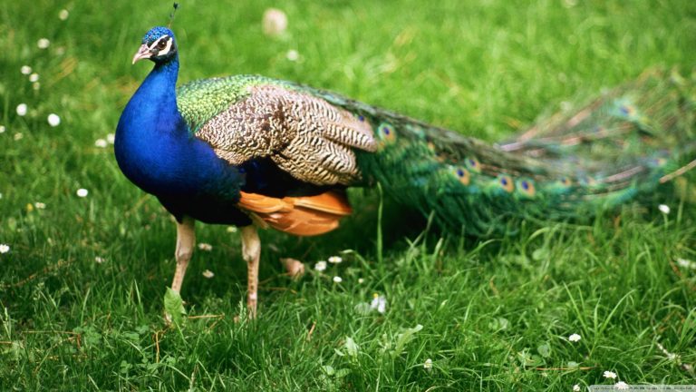 Top 100+ Most Beautiful and Colorful Pictures Of Peacock HD Images Free