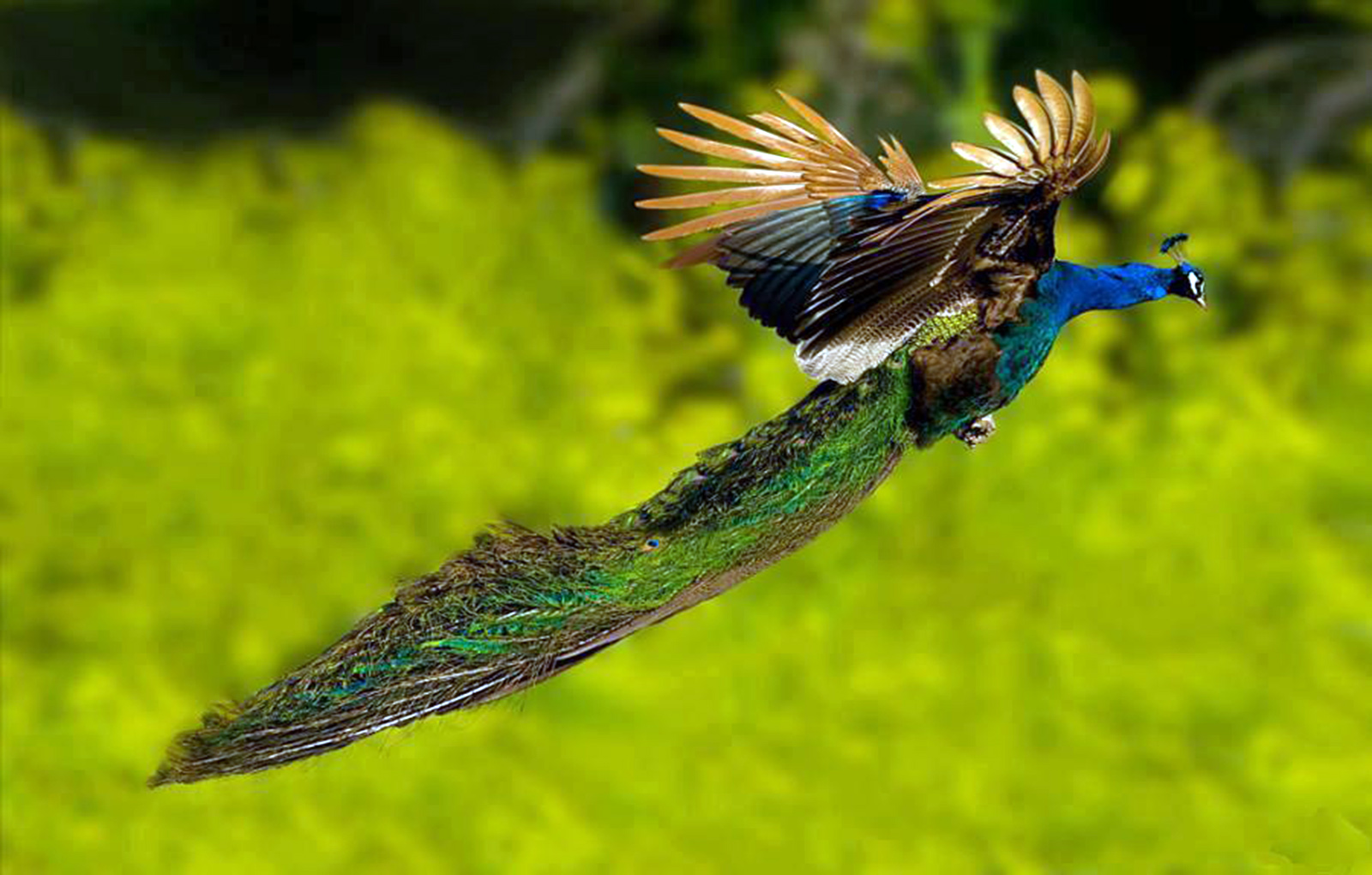 flying peacock wallpapers free hd 