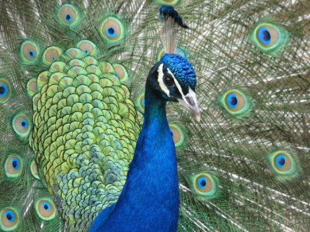 peacock good morning images for whatsapp 