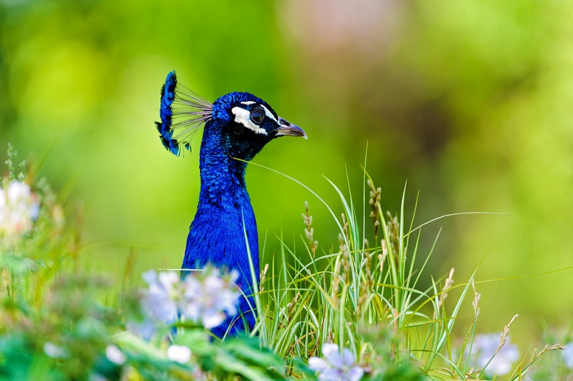 most beautiful peacock wallpapers 