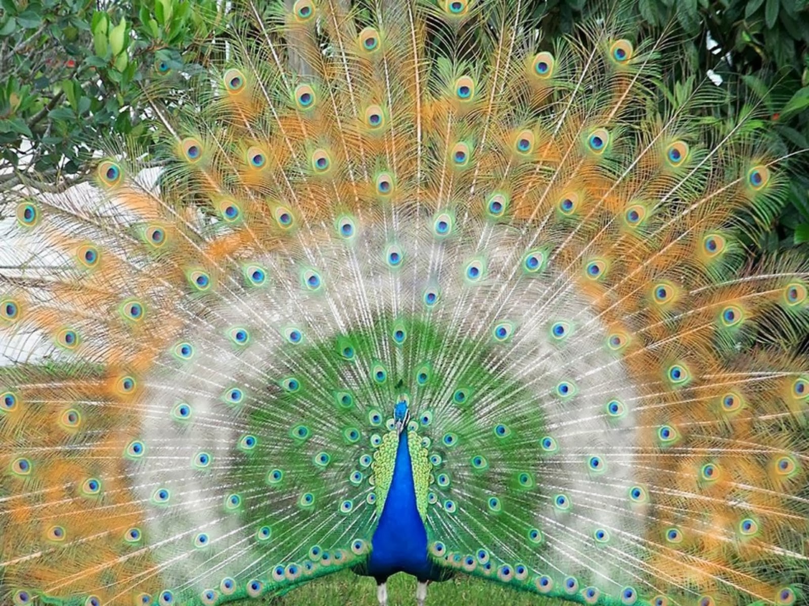 indian peacock in flag colors pic 