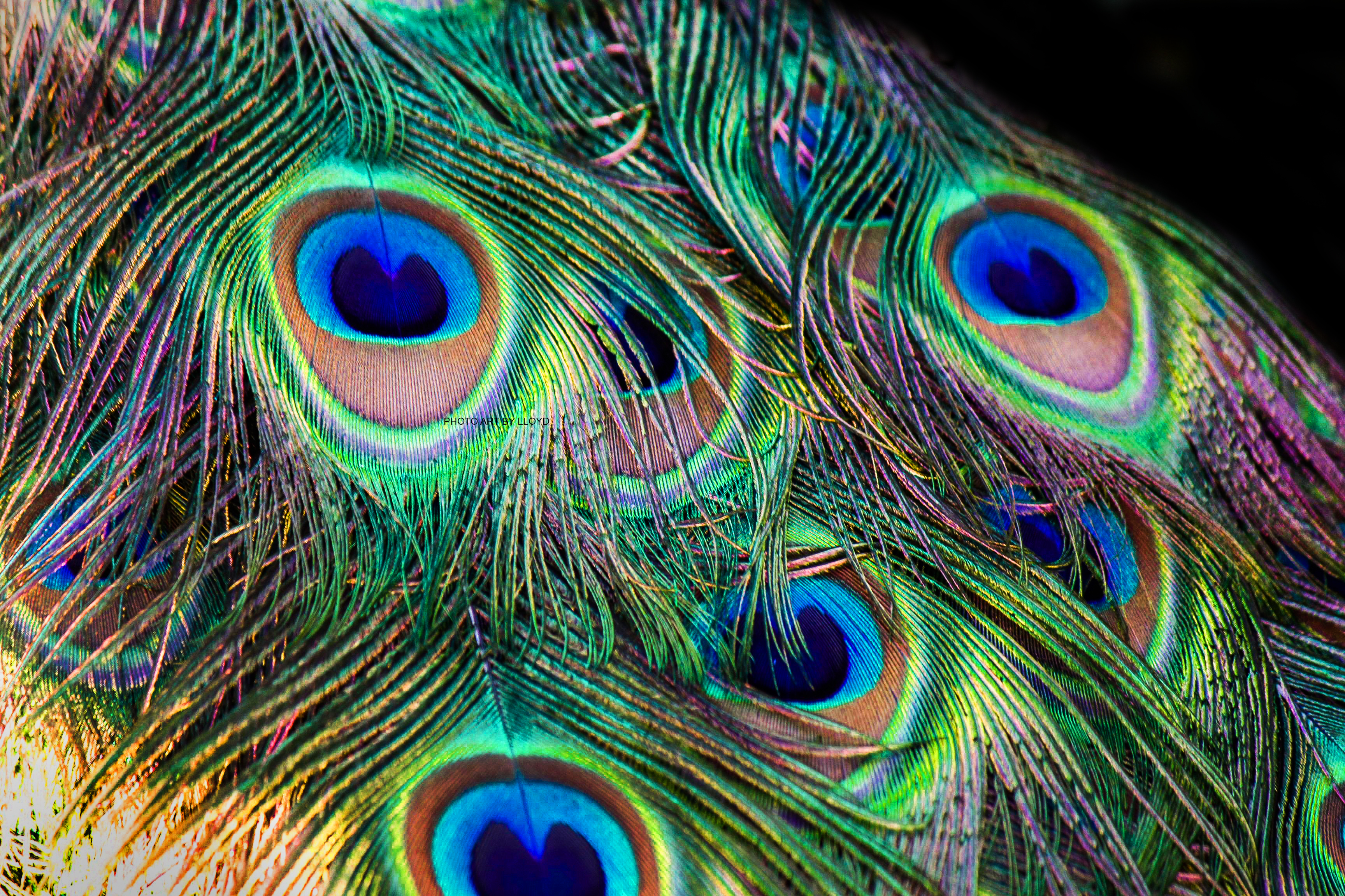 beautiful peacock feathers images 