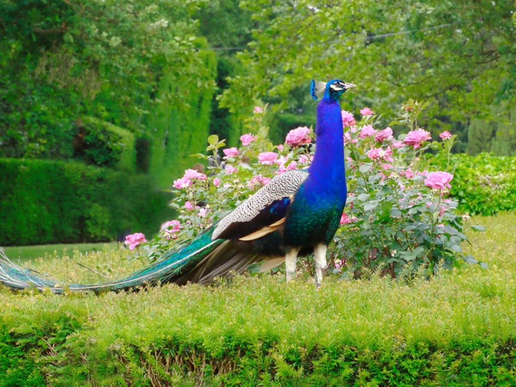 Top 100+ Most Beautiful and Colorful Pictures Of Peacock HD Images Free  Download - Updated 2023