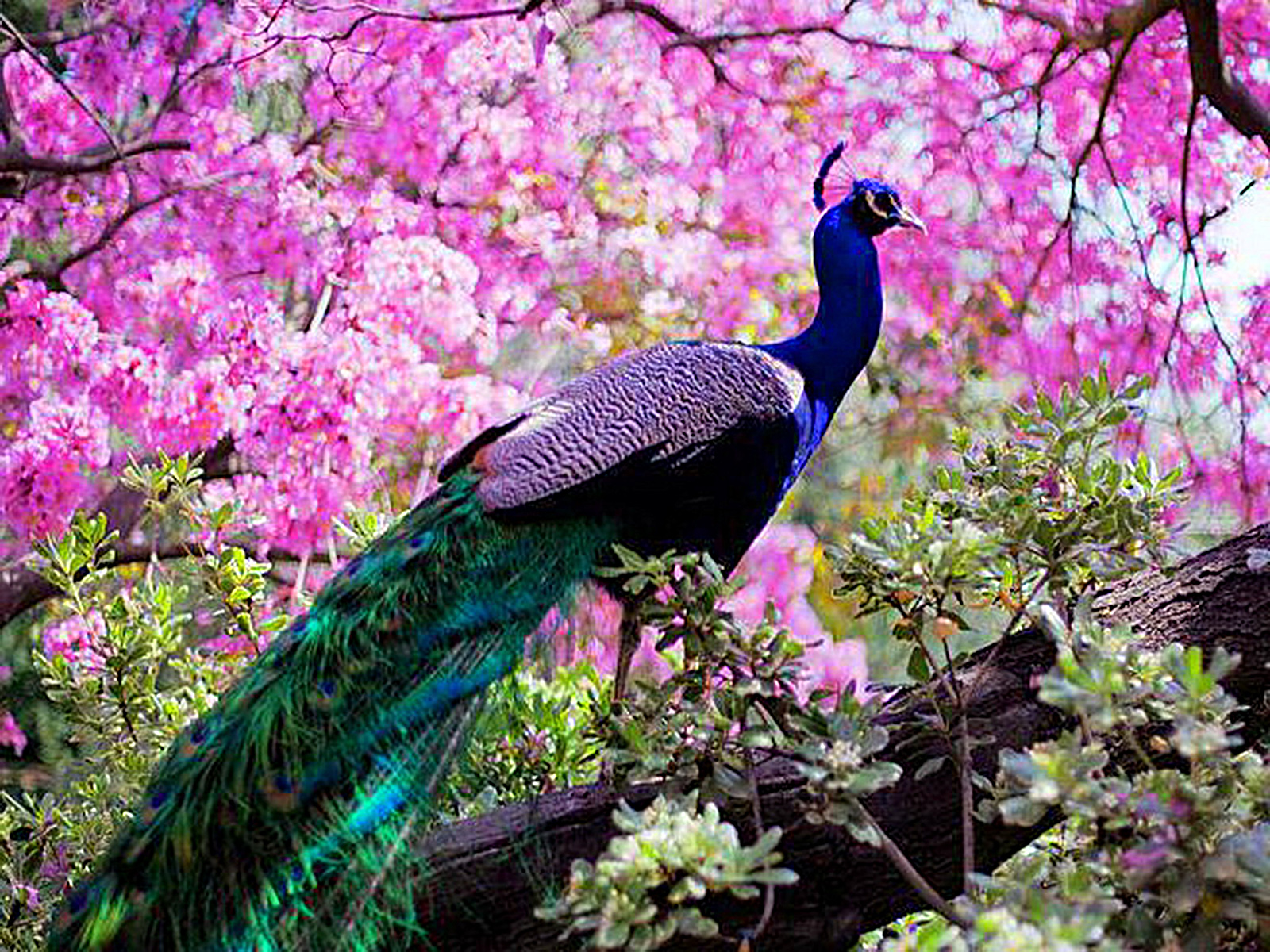 Free Download Wallpaper HD : Peacock Most Beautiful Bird High