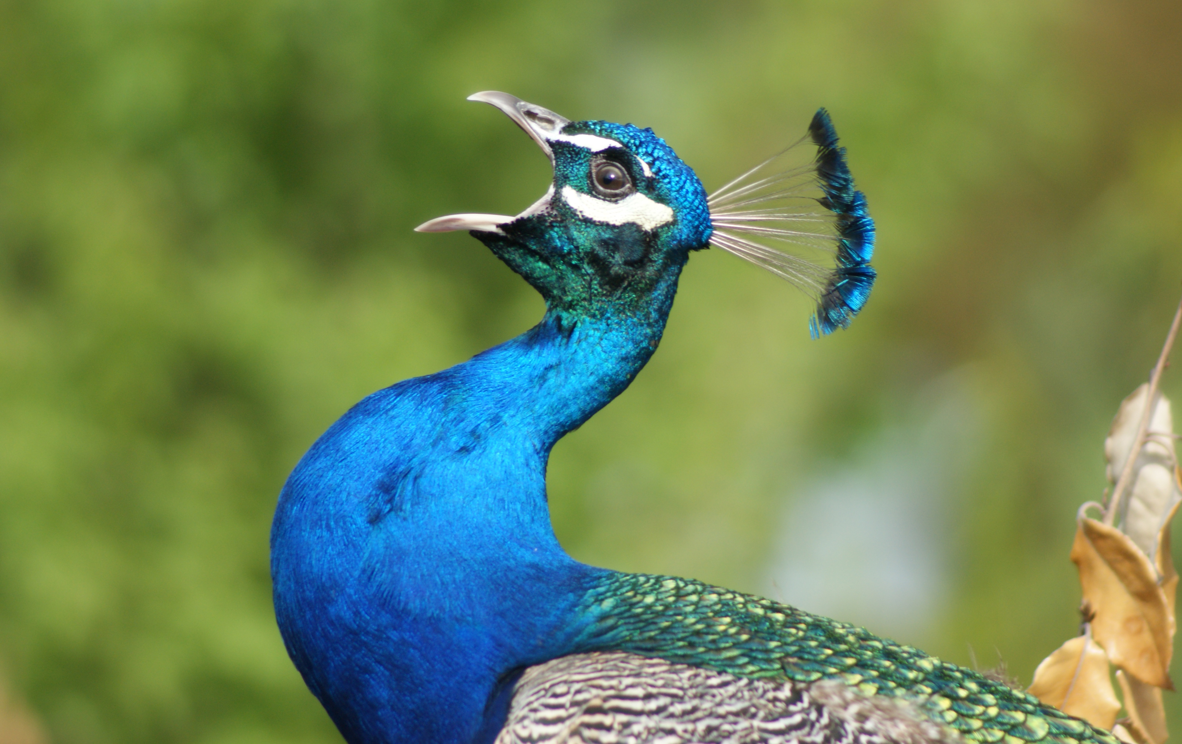 peacock wallpapers free download 
