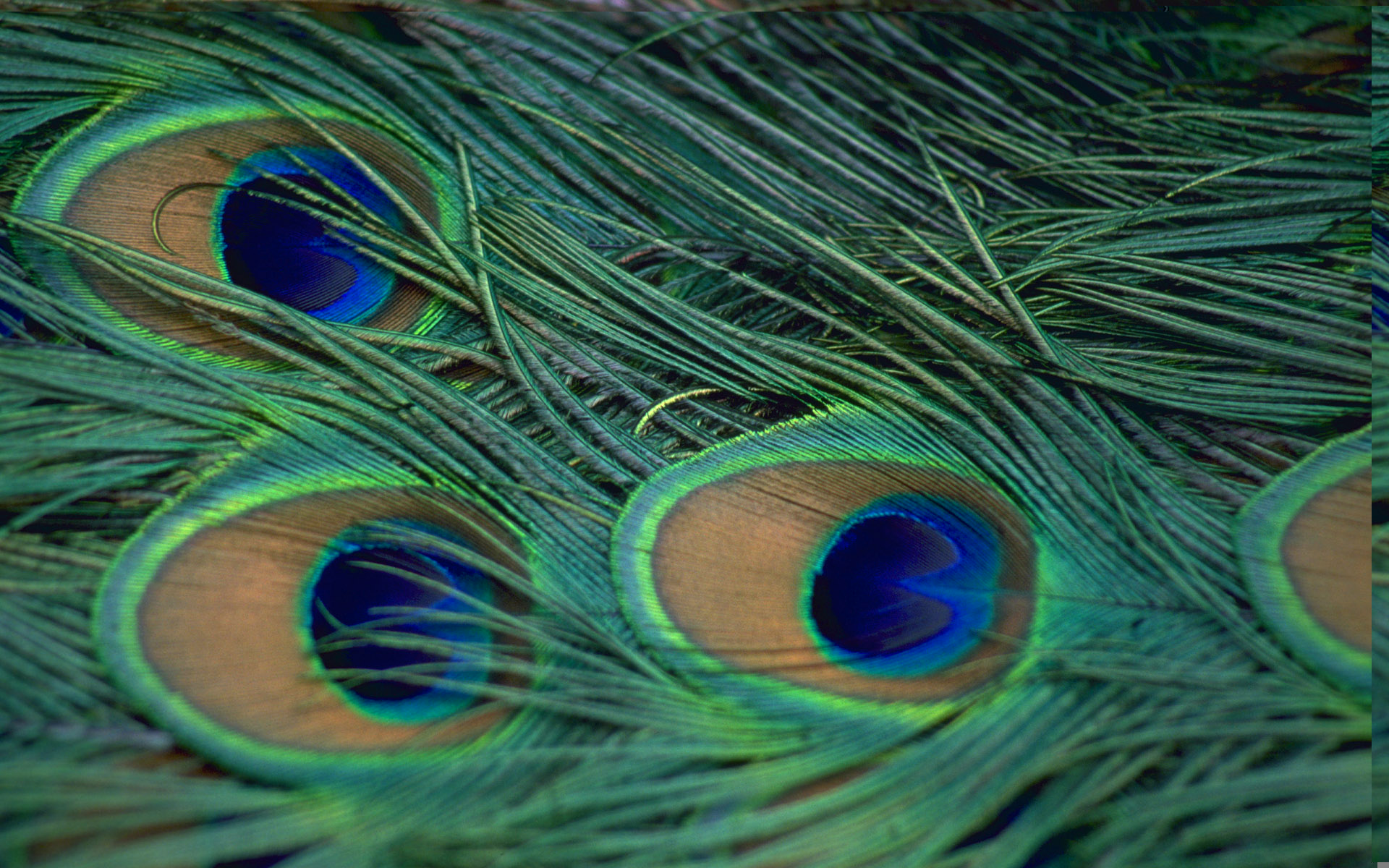 peacock wallpapers for desktop background