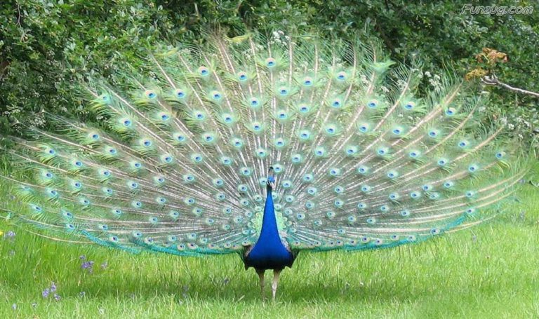 Top 100 Most Beautiful And Colorful Pictures Of Peacock Hd Images Free Download Youme And Trends 7067