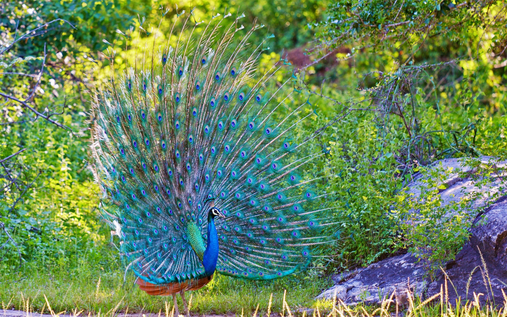 beautiful peacock dancing images hd collection 