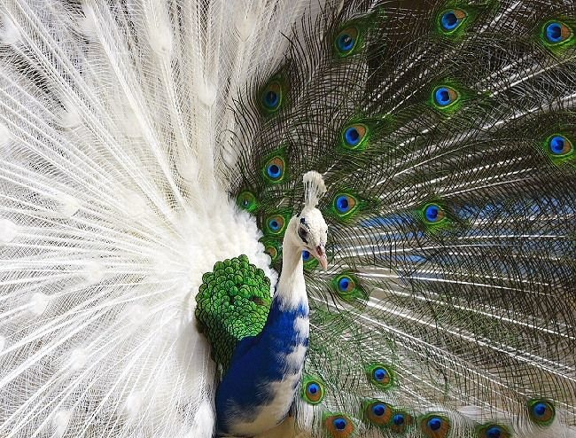 stunning wallpapears of peacock 