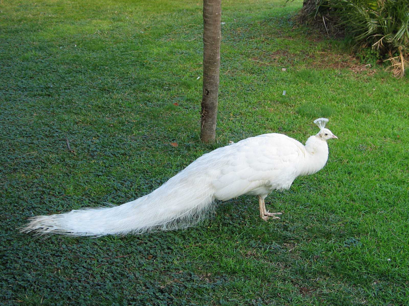 white peacock wallpapers free download 