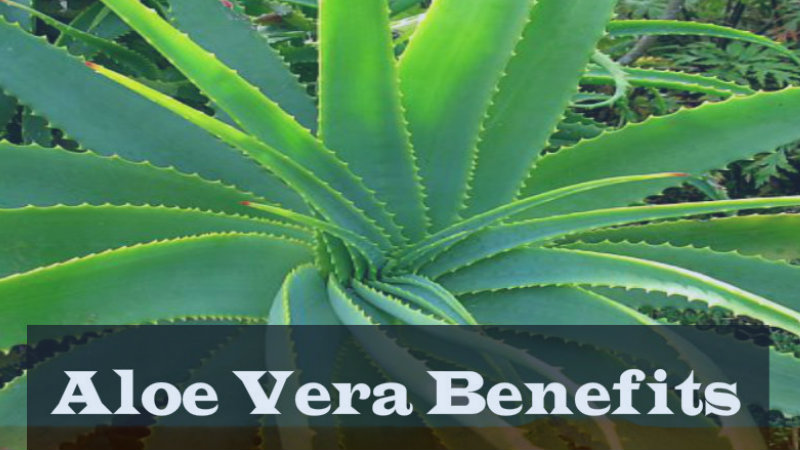 patanjali aloe vera gel benefits 