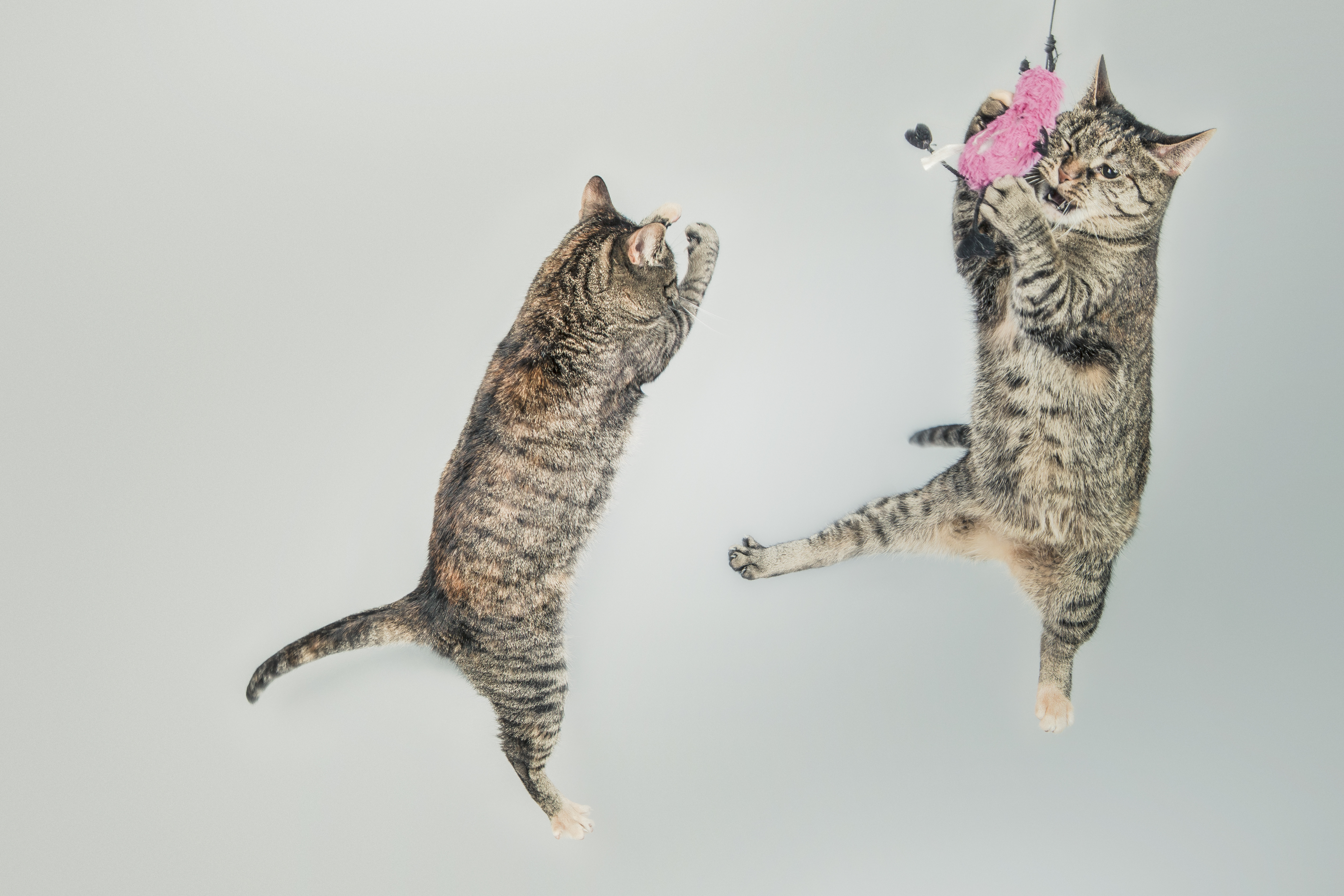 cat dancing wallpapers hd 