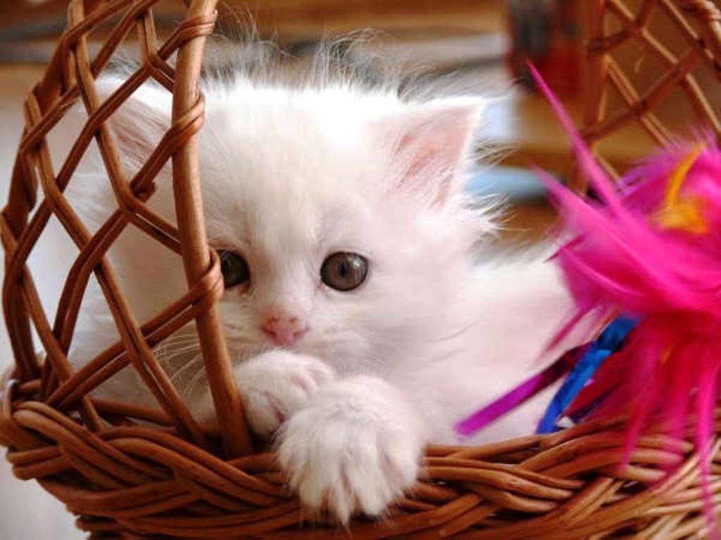 cute cat wallpaper free download