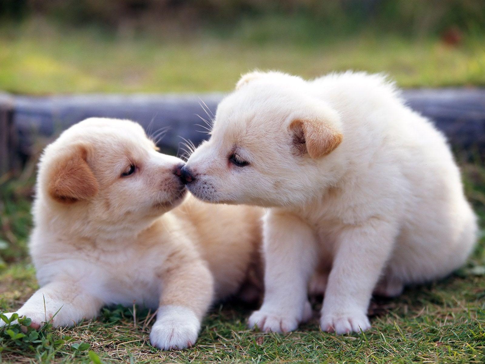 cats and dog kissing images 