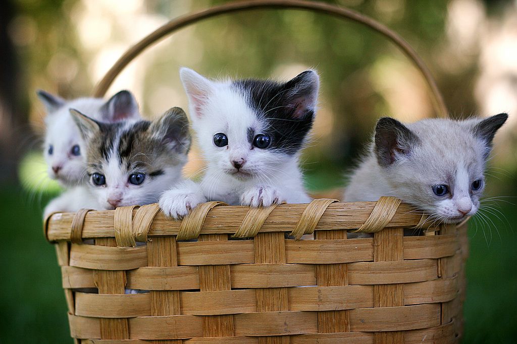 Cute Cats & Dogs Wallpapers Images Free Download For ...