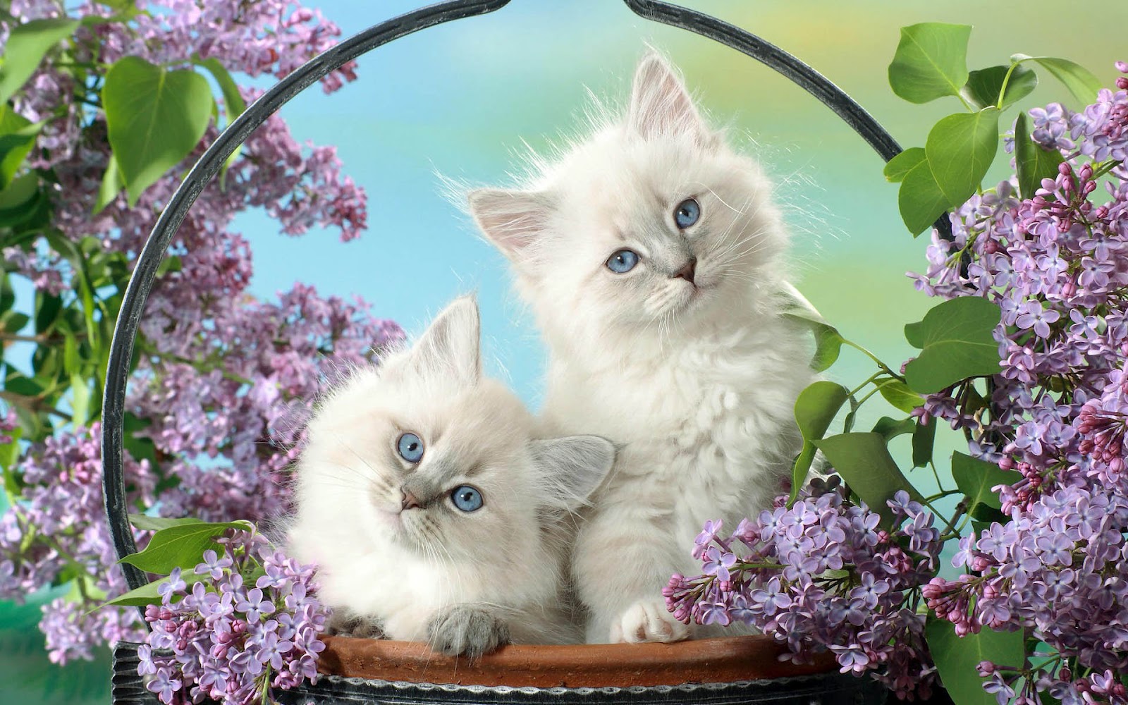 cute cat wallpapers latest collection 