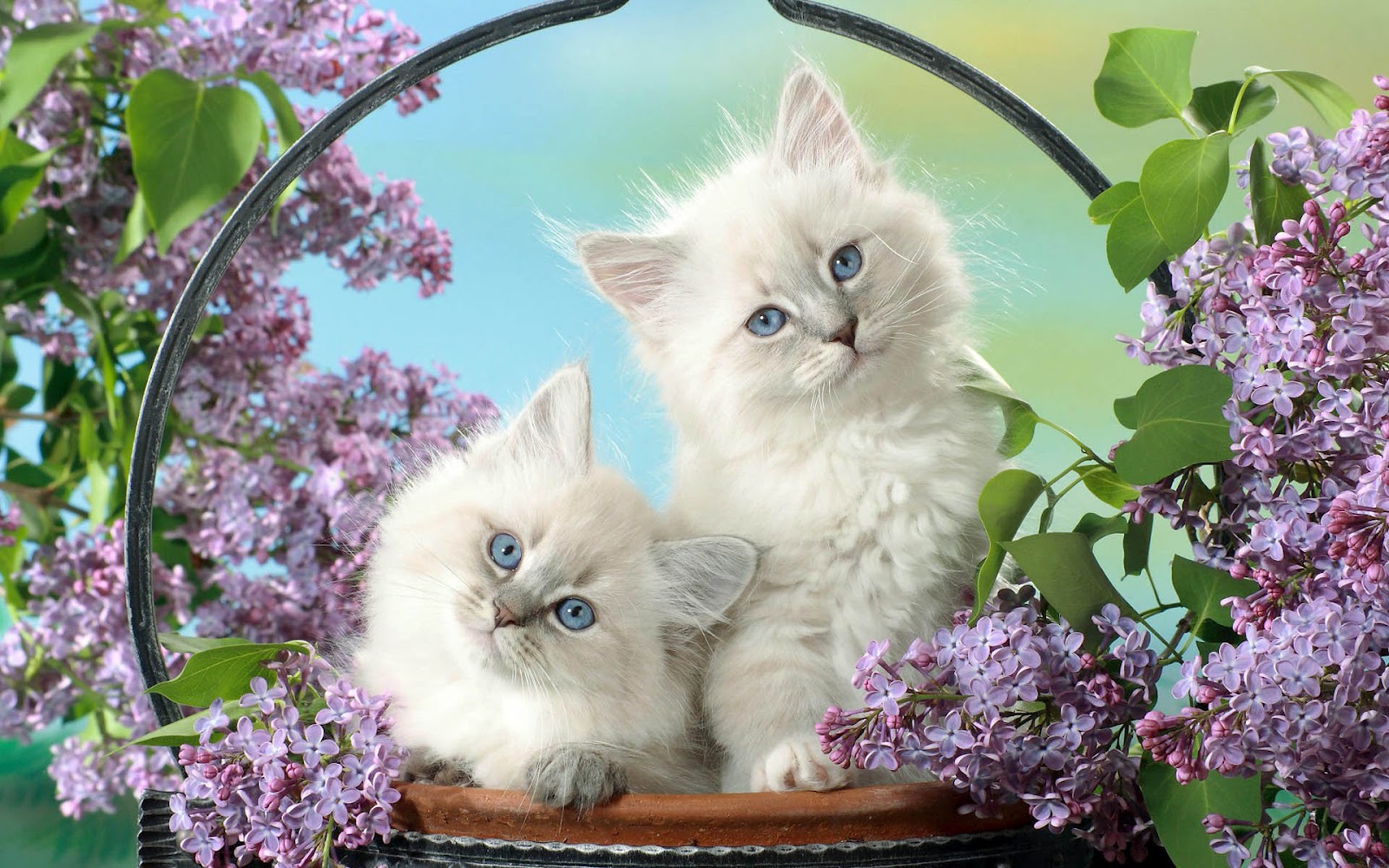 Cute Cats & Dogs Wallpapers Images Free Download For Desktop Background