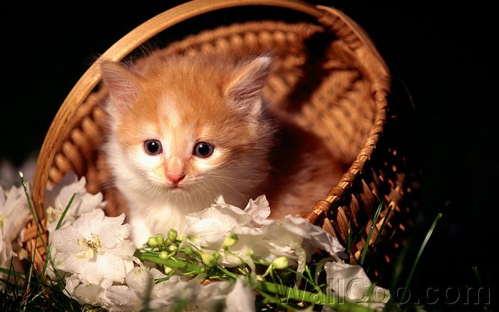 cat in basket pictres 