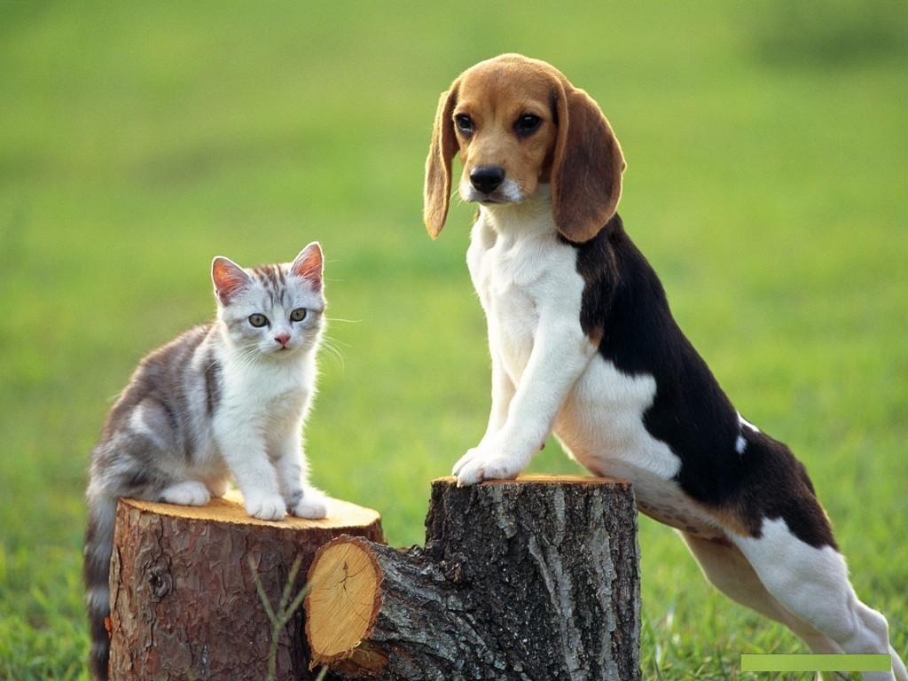 Cute Cats & Dogs Wallpapers Images Free Download For Desktop Background -  Updated 2023