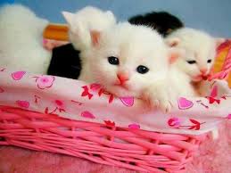 cute cat wallpapers free download 