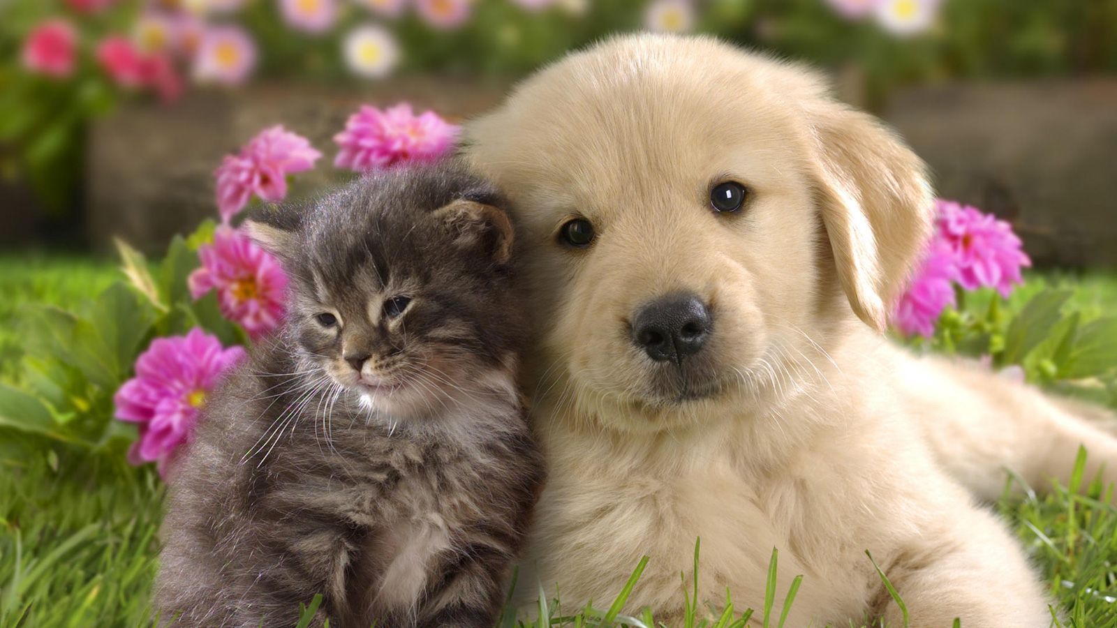 cat and dog together wallpapers free
