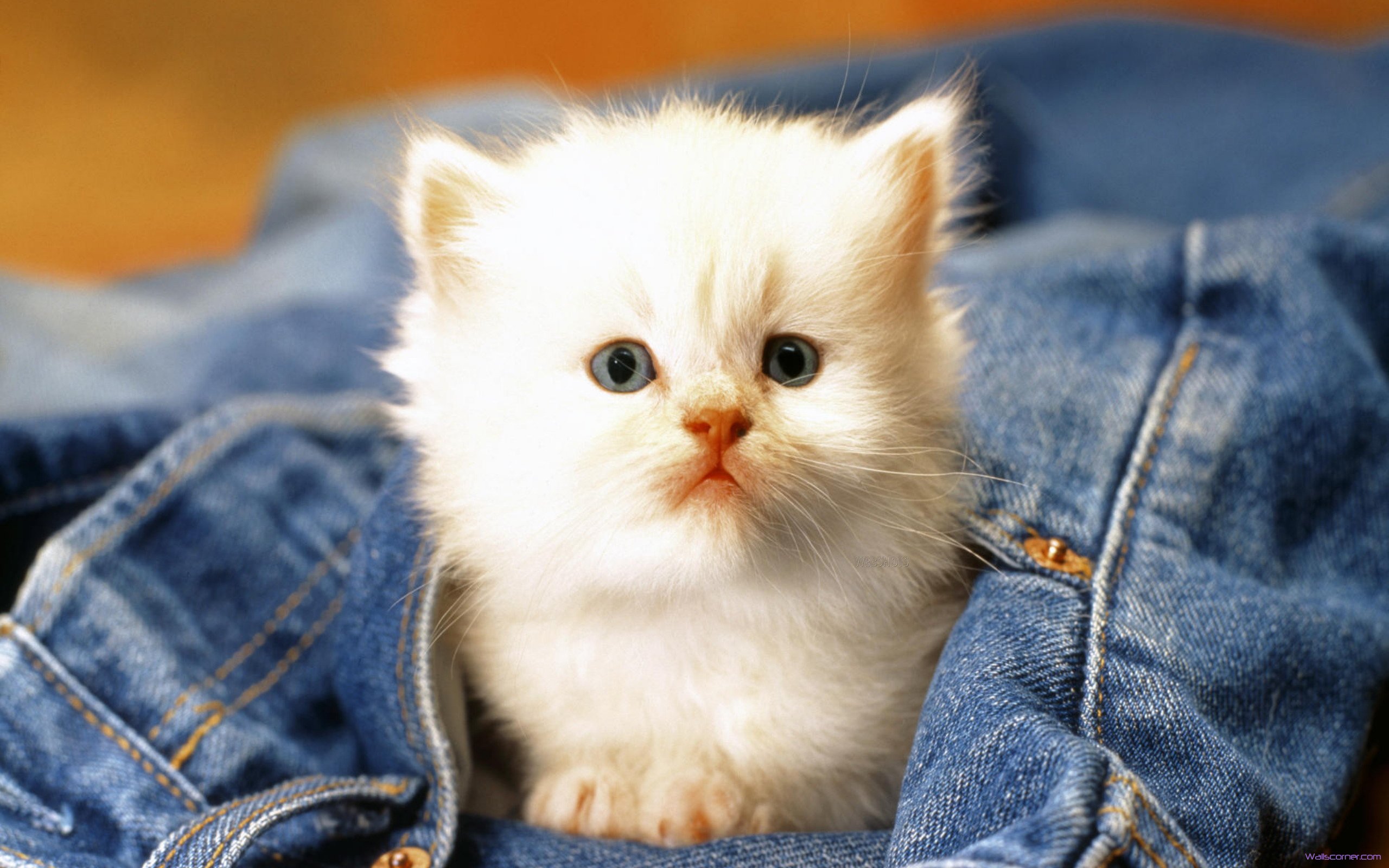 cute cat beautiful photographs 