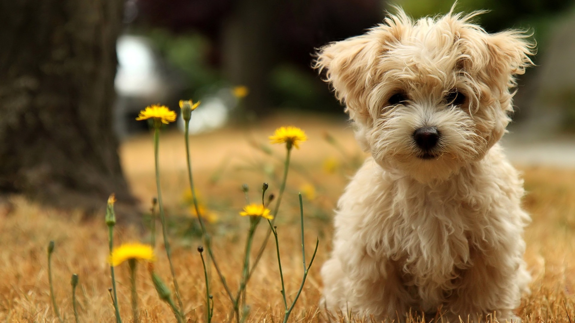 dog desktop wallpapers hd 