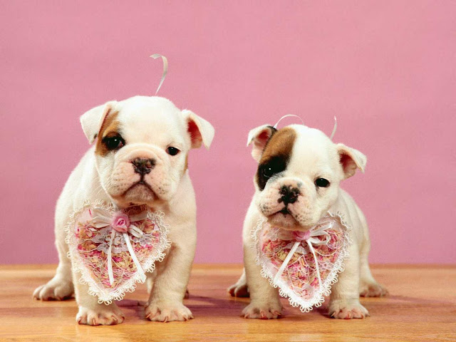 valentines day special dog wallpapers 